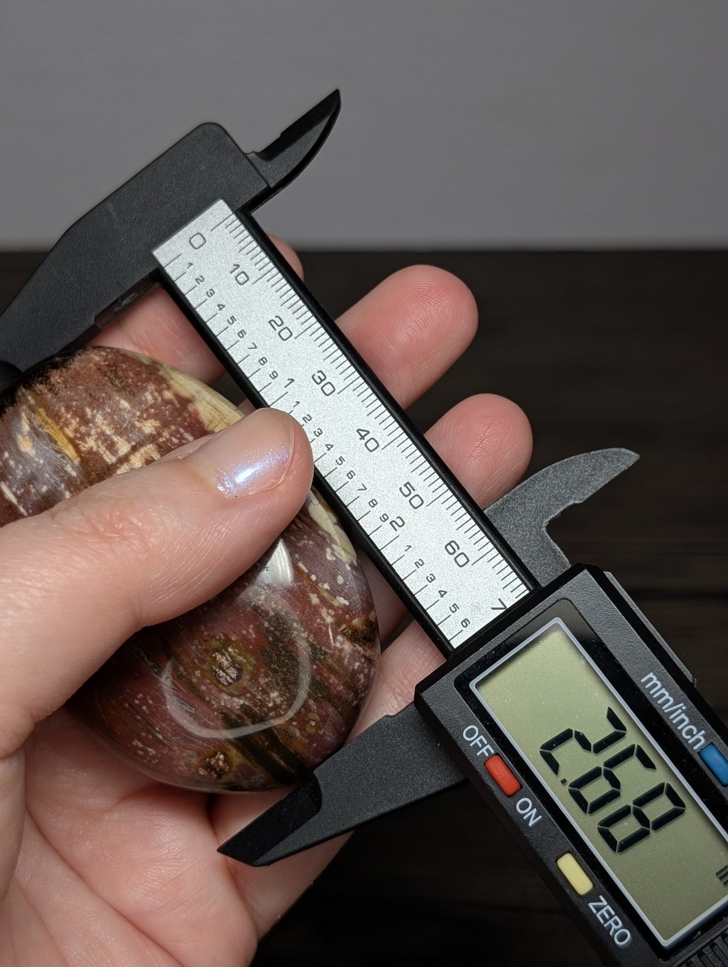 Petrified Wood Palm Stone