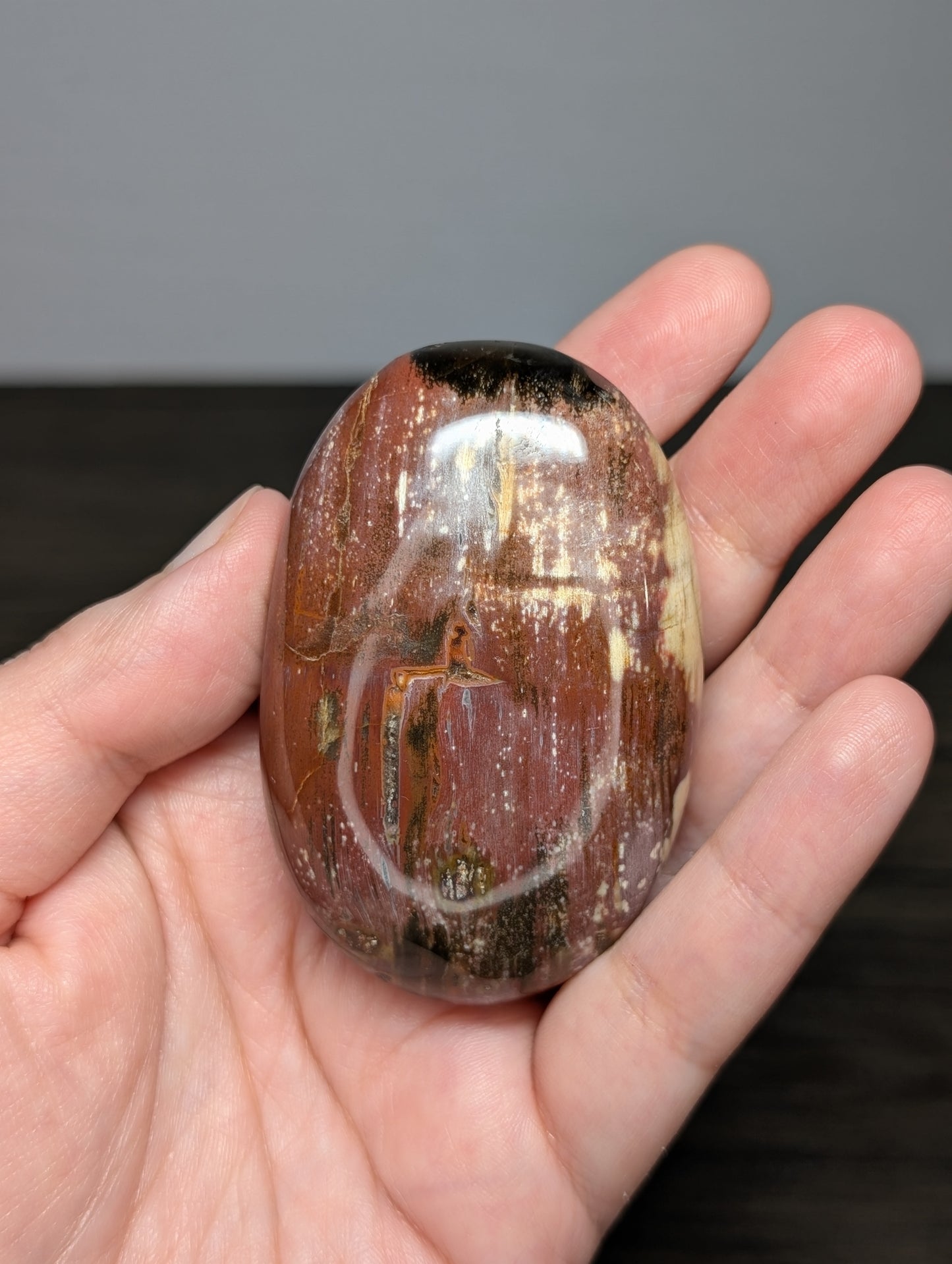 Petrified Wood Palm Stone