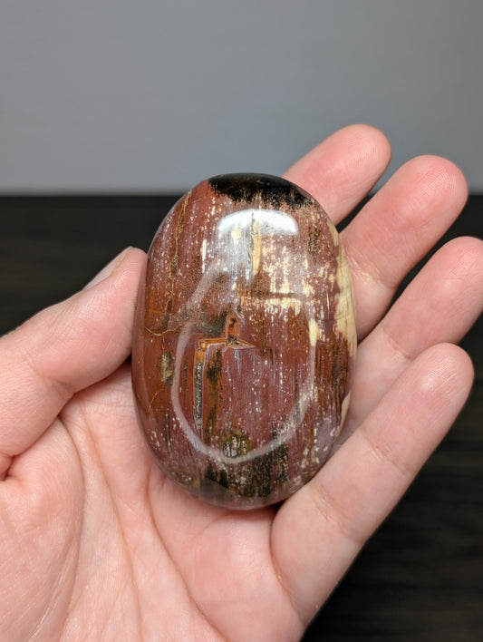 Petrified Wood Palm Stone