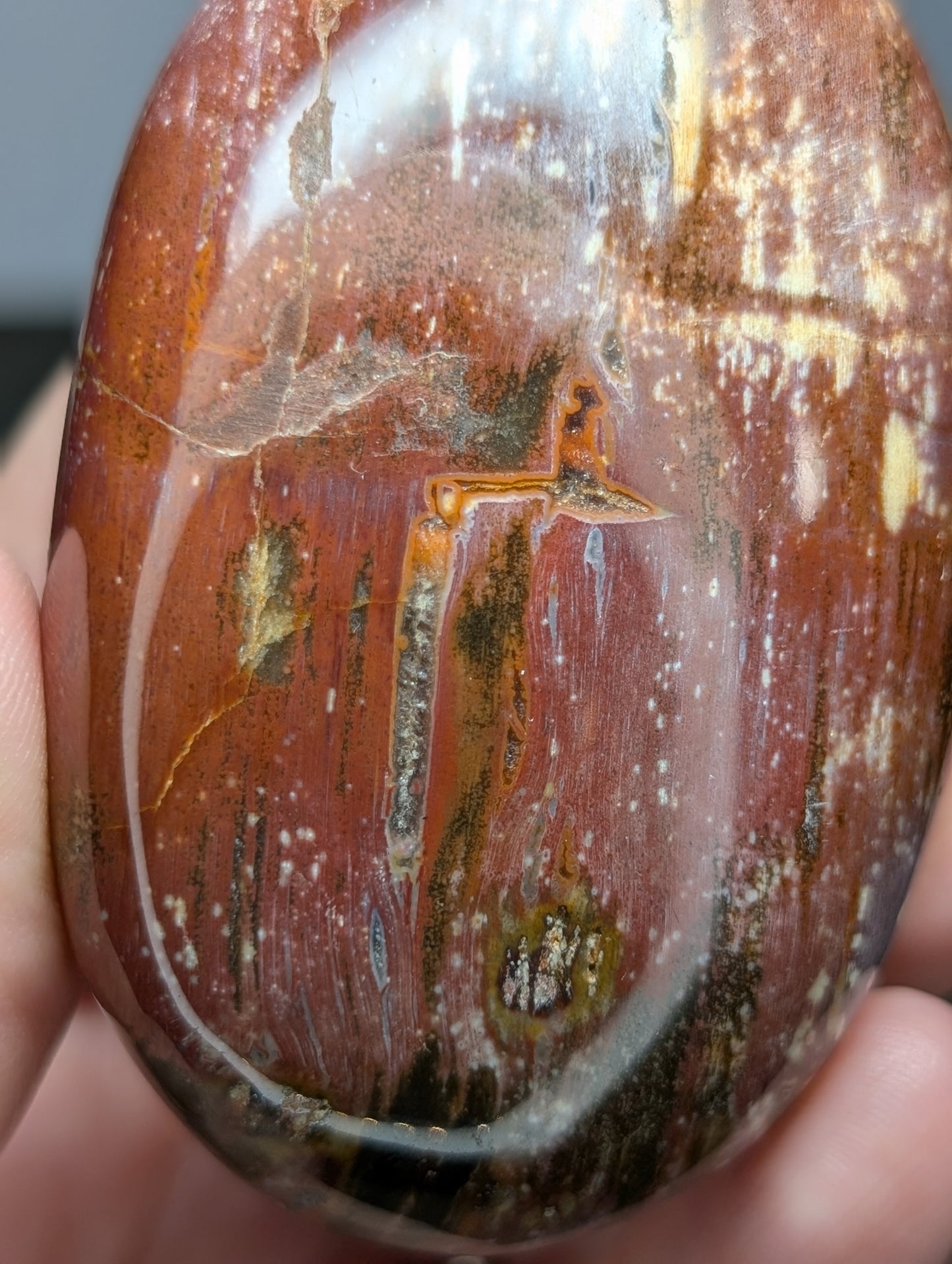 Petrified Wood Palm Stone