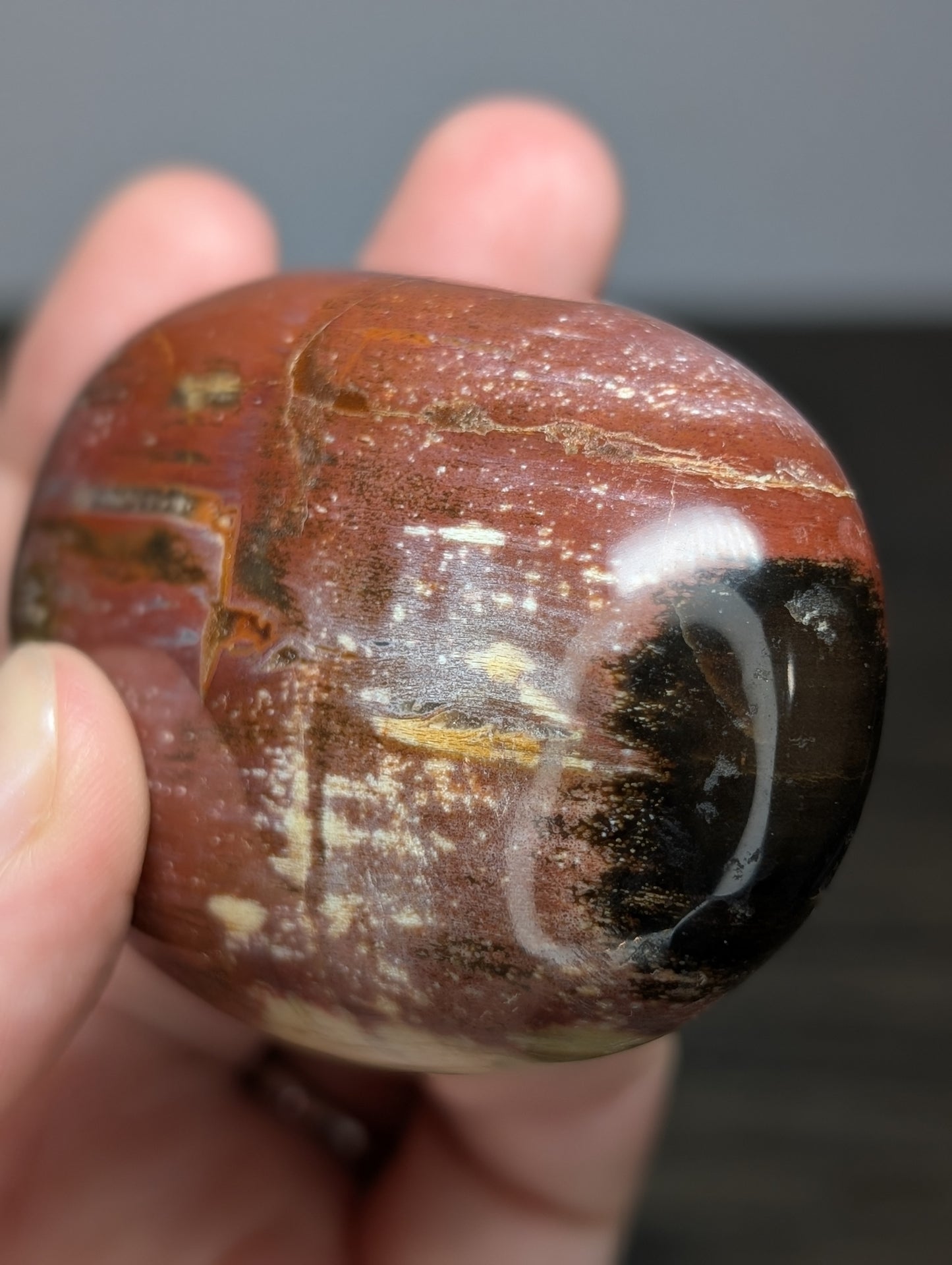 Petrified Wood Palm Stone