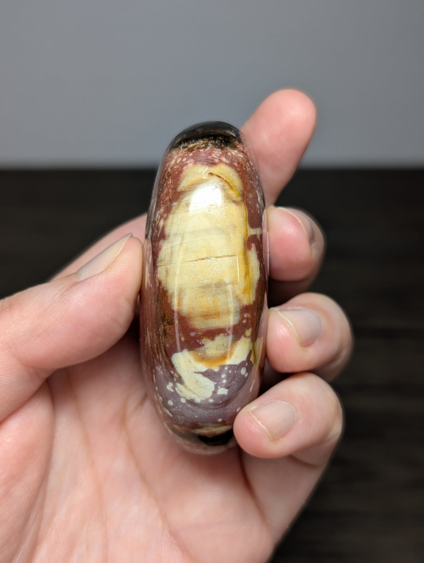 Petrified Wood Palm Stone