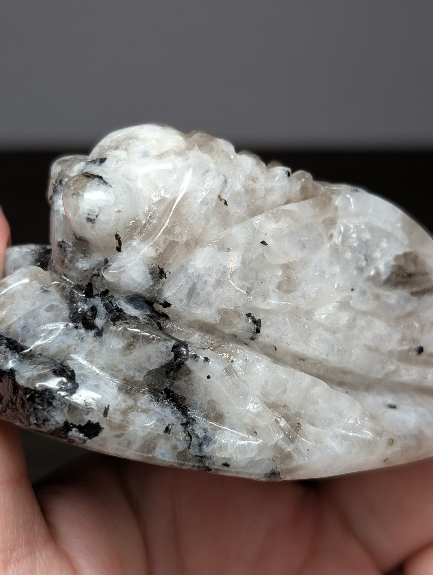 Rainbow Moonstone Cicada Carving