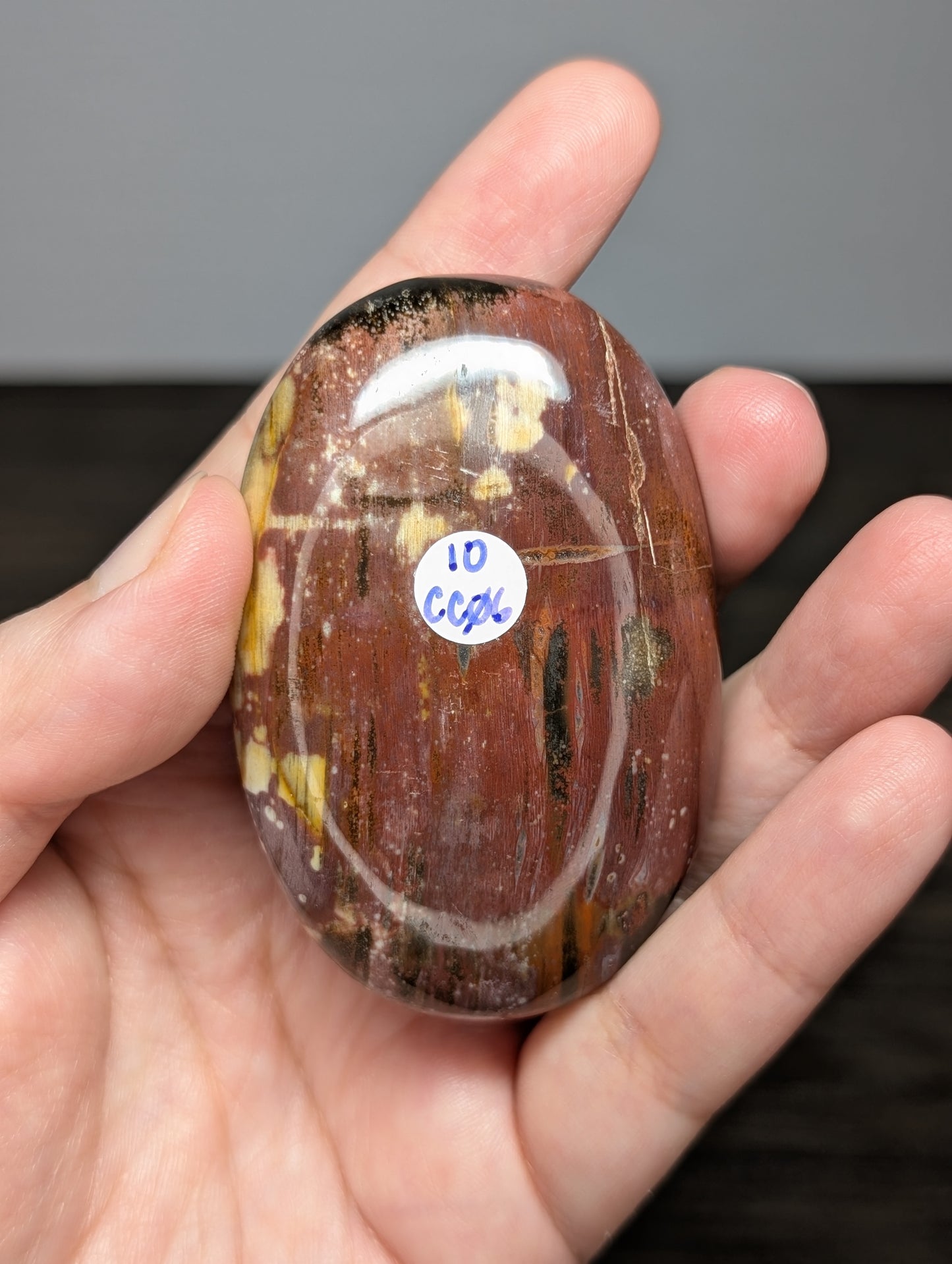 Petrified Wood Palm Stone