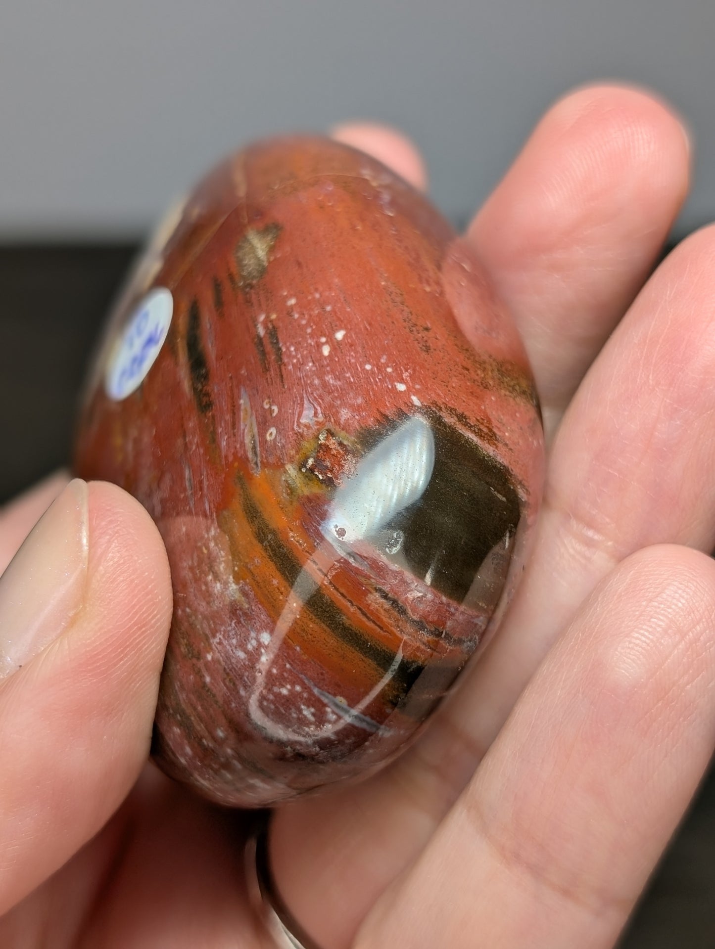 Petrified Wood Palm Stone