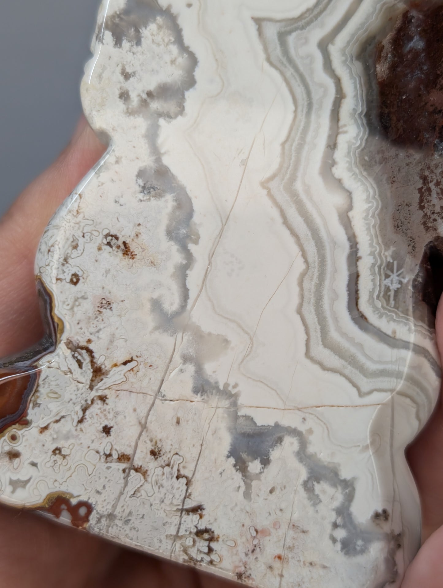 Red Mexican Crazy Lace Agate Meditating Dragon Carving