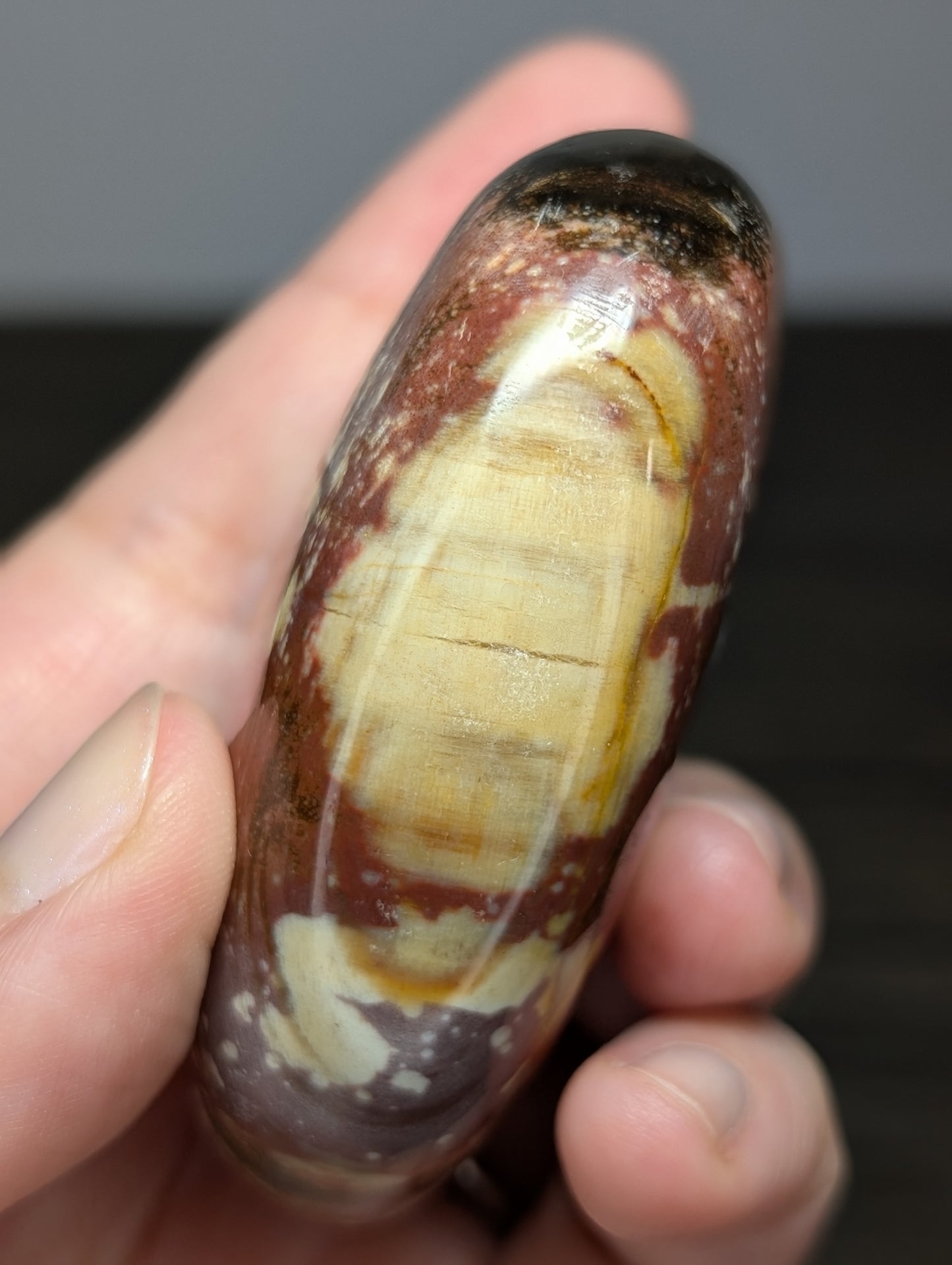 Petrified Wood Palm Stone